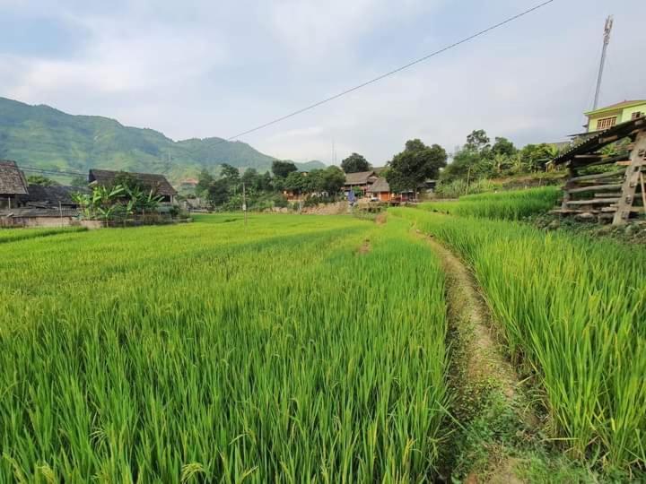Organic Farm Homestay Sapa Exterior foto